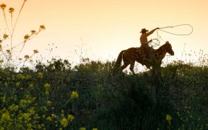 sip & saddle package - Alisal Resort in Solvang California