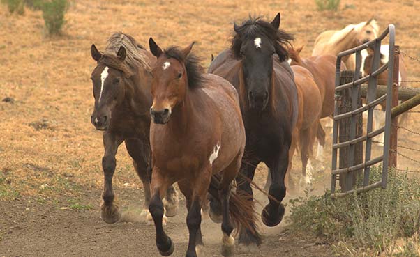 Horses running through a gate