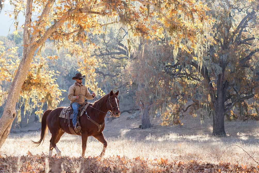 Cowboy on horseback in the Sycamore Grove at Alisal Guest Ranch in the fall