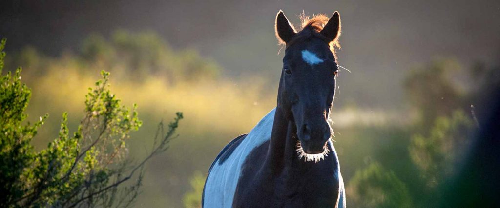 A horse running through the brush at Alisal Guest Ranch & Resort in Solvang, CA